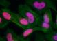 Histone H2A.x antibody, IHC-00059, Bethyl Labs, Immunocytochemistry image 