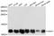 Small Nuclear Ribonucleoprotein Polypeptide F antibody, A12162, ABclonal Technology, Western Blot image 