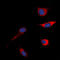 c-met antibody, LS-C368442, Lifespan Biosciences, Immunofluorescence image 
