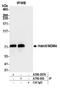 MDM4 Regulator Of P53 antibody, A700-000, Bethyl Labs, Immunoprecipitation image 