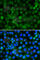 Histone Cluster 4 H4 antibody, A7157, ABclonal Technology, Immunofluorescence image 