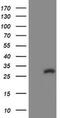 Copper Metabolism Domain Containing 1 antibody, MA5-26013, Invitrogen Antibodies, Western Blot image 
