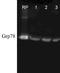 Heat Shock Protein Family A (Hsp70) Member 5 antibody, TA309341, Origene, Western Blot image 