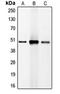CCAAT Enhancer Binding Protein Beta antibody, orb213724, Biorbyt, Western Blot image 