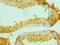 Collagen Type X Alpha 1 Chain antibody, orb353639, Biorbyt, Immunohistochemistry paraffin image 