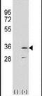 RPA34 antibody, PA5-26124, Invitrogen Antibodies, Western Blot image 