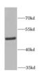 Ferrochelatase, mitochondrial antibody, FNab03070, FineTest, Western Blot image 