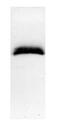 S100 Calcium Binding Protein A1 antibody, GTX11428, GeneTex, Western Blot image 