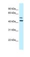 Cell Division Cycle And Apoptosis Regulator 1 antibody, orb331119, Biorbyt, Western Blot image 