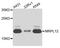 39S ribosomal protein L12, mitochondrial antibody, A8318, ABclonal Technology, Western Blot image 