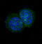 Janus Kinase 2 antibody, M00027, Boster Biological Technology, Immunofluorescence image 