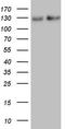 Nfm antibody, CF805823, Origene, Western Blot image 