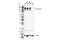 Cadherin 5 antibody, 93467S, Cell Signaling Technology, Western Blot image 
