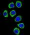 Protocadherin Beta 3 antibody, abx026623, Abbexa, Immunofluorescence image 