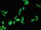 Protein FAM182A antibody, orb31424, Biorbyt, Immunofluorescence image 