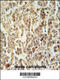 Leucine Zipper Protein 4 antibody, 55-113, ProSci, Immunohistochemistry paraffin image 