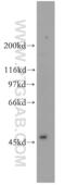 Transcription Factor AP-2 Alpha antibody, 13019-3-AP, Proteintech Group, Western Blot image 