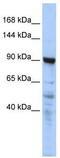 Melanoma inhibitory activity protein 2 antibody, TA345940, Origene, Western Blot image 