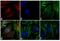 Mouse IgG antibody, A10036, Invitrogen Antibodies, Immunofluorescence image 