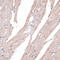 Palmitoyl-Protein Thioesterase 2 antibody, 14-335, ProSci, Immunohistochemistry paraffin image 