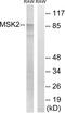 Ribosomal Protein S6 Kinase A4 antibody, abx012926, Abbexa, Western Blot image 