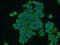 Annexin A5 antibody, 66245-1-Ig, Proteintech Group, Immunofluorescence image 