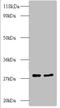 Ribosomal Protein L8 antibody, A52653-100, Epigentek, Western Blot image 