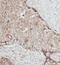 Cast antibody, FNab01220, FineTest, Immunohistochemistry paraffin image 