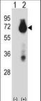 Baculoviral IAP Repeat Containing 3 antibody, LS-C156821, Lifespan Biosciences, Western Blot image 