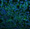 FLT4 antibody, A01276-3, Boster Biological Technology, Immunofluorescence image 