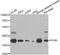 Pyruvate Dehydrogenase E1 Beta Subunit antibody, abx006864, Abbexa, Western Blot image 