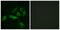 Gonadotropin Releasing Hormone Receptor antibody, abx015292, Abbexa, Immunocytochemistry image 