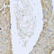 Interleukin 10 antibody, LS-C331959, Lifespan Biosciences, Immunohistochemistry frozen image 
