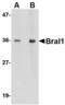 Hyaluronan And Proteoglycan Link Protein 2 antibody, LS-C53269, Lifespan Biosciences, Western Blot image 
