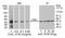 Serine/threonine-protein kinase Chk1 antibody, A300-162A, Bethyl Labs, Immunoprecipitation image 