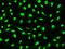 Deoxyribonuclease-1 antibody, 13801-R006, Sino Biological, Immunohistochemistry paraffin image 