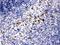 Matrix Metallopeptidase 8 antibody, PB9727, Boster Biological Technology, Immunohistochemistry frozen image 