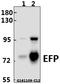 Tripartite Motif Containing 25 antibody, A03232-3, Boster Biological Technology, Western Blot image 
