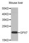 Glutathione peroxidase 7 antibody, abx002843, Abbexa, Western Blot image 