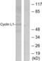 Cyclin L1 antibody, LS-C118550, Lifespan Biosciences, Western Blot image 