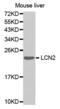 Lipocalin 2 antibody, abx002278, Abbexa, Western Blot image 