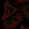 Centrosomal Protein 72 antibody, HPA074879, Atlas Antibodies, Immunofluorescence image 