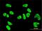 PRK1 antibody, H00005585-M01, Novus Biologicals, Immunofluorescence image 