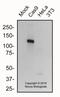 Cas9 antibody, NBP2-81124, Novus Biologicals, Western Blot image 