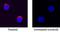 IL-6 antibody, BAF1609, R&D Systems, Immunofluorescence image 