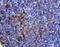 Interleukin 13 antibody, A00077-2, Boster Biological Technology, Immunohistochemistry paraffin image 