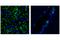CD11b antibody, 46512S, Cell Signaling Technology, Flow Cytometry image 