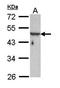 Family With Sequence Similarity 50 Member A antibody, orb69996, Biorbyt, Western Blot image 
