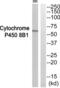 Cytochrome P450 Family 8 Subfamily B Member 1 antibody, abx015143, Abbexa, Western Blot image 
