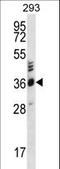 Olfactory Receptor Family 2 Subfamily T Member 27 antibody, LS-C163175, Lifespan Biosciences, Western Blot image 